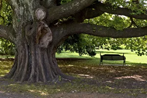 A park bench under a huge old elm -Ulmus glabra- in Hagley Park, Christchurch Central, Christchurch, Canterbury Region A park bench under a huge old elm -Ulmus glabra- in Hagley Park, Christchurch Central, Christchurch, Canterbury Region