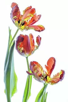 Flower Art Gallery: Parrot Tulip