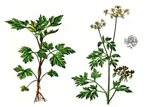 Parsley or garden parsley (Petroselinum crispum) Parsley or garden parsley (Petroselinum crispum)