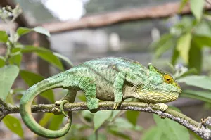 Parsons Chameleon -Calumma parsonii- on a branch, female, Exotic Parc, Peyriar, Madagascar Parsons Chameleon -Calumma parsonii- on a branch, female, Exotic Parc, Peyriar, Madagascar