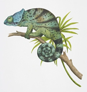 Parsons Chameleon, Calumma parsonii, side view Parsons Chameleon, Calumma parsonii, side view
