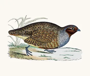 <b class=qtipBold><figcaption>Partridge</figcaption></b><br>A photograph of an original hand-colored engraving from The History of British Birds by Morris published in 1853-1891.<br><em>© mashuk</em> Partridge