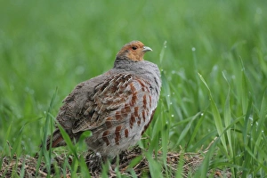 Partridge -Perdix perdix-, standing in a field, Lower Austria, Austria, Europe Partridge -Perdix perdix-, standing in a field, Lower Austria, Austria, Europe