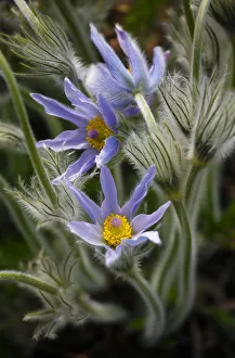 Pasque Flower or Pasqueflower -Pulsatilla vulgaris-, flowering, Stuttgart, Baden-Wurttemberg, Germany Pasque Flower or Pasqueflower -Pulsatilla vulgaris-, flowering, Stuttgart, Baden-Wurttemberg, Germany