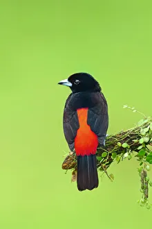Passerinis Tanager (Ramphocelus passerini) Costa Rica Passerinis Tanager (Ramphocelus passerini) Costa Rica