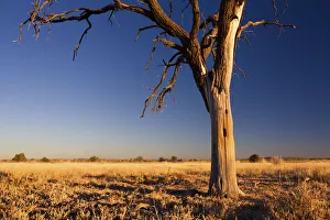 Pastel blue sunset in the Kalahari - Kimberley South Africa Pastel blue sunset in the Kalahari - Kimberley South Africa