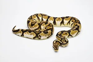 Pastel Calico Ball Python or Royal Python -Python regius-, female Pastel Calico Ball Python or Royal Python -Python regius-, female