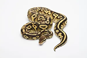 Pastel Phantom Yellow Belly Ball Python or Royal Python -Python regius-, female Pastel Phantom Yellow Belly Ball Python or Royal Python -Python regius-, female