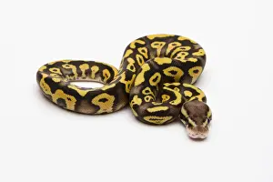 Prints of Pastel Phantom Yellow Belly Ball Python or Royal Python -Python regius-, male Ball Python Prints: Pastel Phantom Yellow Belly Ball Python Print