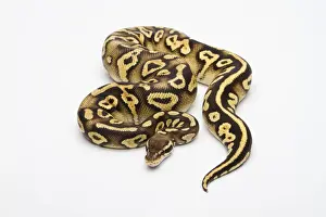 Prints of Pastel Phantom Yellow Belly Ball Python or Royal Python -Python regius-, female Ball Python Prints: Pastel Phantom Yellow Belly Ball Python Print