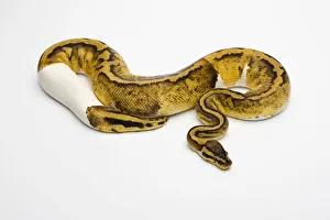 Pastel Piebald Ball Python or Royal Python -Python regius-, female Pastel Piebald Ball Python or Royal Python -Python regius-, female