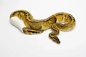 Prints of Pastel Piebald Ball Python or Royal Python -Python regius-, female Ball Python Prints: Pastel Piebald Ball Python Print