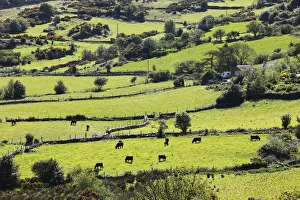 Pastures with grazing cattle, Mourne Mountains, County Down, Northern Ireland, Ireland Pastures with grazing cattle, Mourne Mountains, County Down, Northern Ireland, Ireland