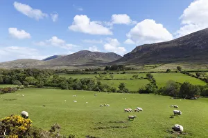 Pastures with grazing sheep, Mourne Mountains, County Down, Northern Ireland, Ireland Pastures with grazing sheep, Mourne Mountains, County Down, Northern Ireland, Ireland