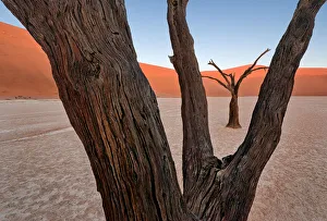 Images Dated 17th April 2015: Pauls Deadvlei composition
