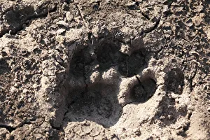 Paw print of a tiger paw, tiger track, Mudumalai National Park, Tamil Nadu, Tamilnadu, India, Asia Paw print of a tiger paw, tiger track, Mudumalai National Park, Tamil Nadu, Tamilnadu, India, Asia