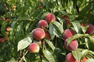 Peaches, ripe fruit on the tree, peach tree (Prunus persica), Wachau, Waldviertel, Lower Austria, Austria, Europe