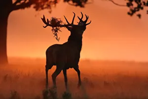 <b class=qtipBold><figcaption>Peachy sunrise</figcaption></b><br>Red Deer stag struts toward his harem on a peach coloured misty morning at sunrise<br><em>© Copyright HammerchewerGCR 2016</em> Peachy sunrise
