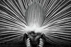 <b class=qtipBold><figcaption>Peacock from behind</figcaption></b><br>Peacock photographed from behind during feather display.<br><em>© Daniela Duncan</em> Peacock from behind