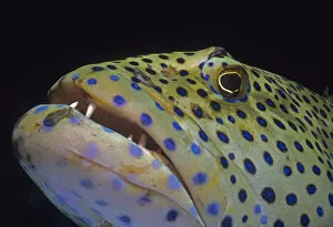Images Dated 12th January 2010: Peacock Grouper