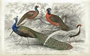 Peacock and Pheasants old 1852 litho print Peacock and Pheasants old 1852 litho print
