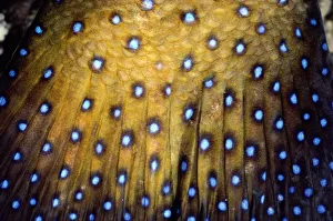 Peacock rockcod (Cephalopholis argus) detail of skin Peacock rockcod (Cephalopholis argus) detail of skin