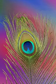 Peacock Tail Feathers Hues For sale as Framed Prints, Photos, Wall Art and  Photo Gifts