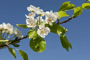 Pear Tree -Pyrus communis-, branch with blossoms, Thuringia, Germany Pear Tree -Pyrus communis-, branch with blossoms, Thuringia, Germany