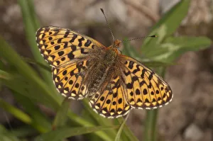 Pearl-bordered Fritillary butterfly -Boloria euphrosyne, Clossiana euphrosyne Pearl-bordered Fritillary butterfly -Boloria euphrosyne, Clossiana euphrosyne