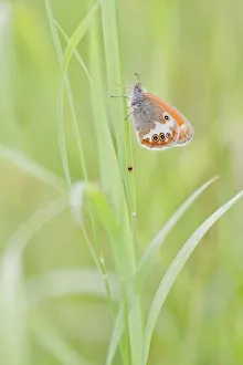 Pearly Heath -Coenonympha arcania- butterfly clinging to a blade of grass, North Hesse, Hesse, Germany Pearly Heath -Coenonympha arcania- butterfly clinging to a blade of grass, North Hesse, Hesse, Germany