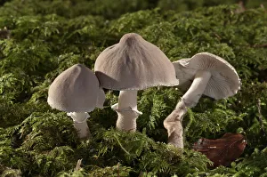 Pearly powdercap -Cystoderma carcharias-, Untergroeningen, Baden-Wuerttemberg, Germany, Europe Pearly powdercap -Cystoderma carcharias-, Untergroeningen, Baden-Wuerttemberg, Germany, Europe