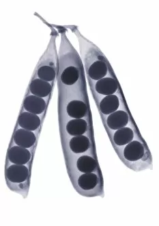 Peas in pods, X-ray
