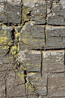 Peat cuttings with broaching marks, stacks of peat, Stammbeckenmoor near Raubling Peat cuttings with broaching marks, stacks of peat, Stammbeckenmoor near Raubling
