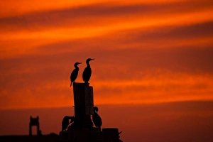<b class=qtipBold><figcaption>Pelagic Sunset</figcaption></b><br>A pair of brandts cormorants look around as the sun lights up the sky over Monterey Bay, California.<br><em>© Chase Dekker Wild-Life Images</em> Pelagic Sunset