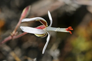 Pelargonium -Pelargonium spinosum-, Goegap Nature Reserve, Namaqualand, South Africa, Africa Pelargonium -Pelargonium spinosum-, Goegap Nature Reserve, Namaqualand, South Africa, Africa