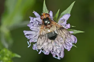Pellucid Hoverfly -Volucella pellucens- searching for nectar on a Wood Scabious, Untergroeningen Pellucid Hoverfly -Volucella pellucens- searching for nectar on a Wood Scabious, Untergroeningen