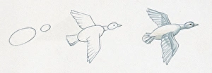 Pencil drawing of three stages of illustrating duck flying starting with basic body outline Pencil drawing of three stages of illustrating duck flying starting with basic body outline
