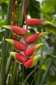 Pendent Heliconia -Heliconia pendula-, native to south Mexico Pendent Heliconia -Heliconia pendula-, native to south Mexico