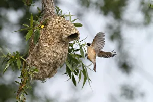 Penduline Tit -Remiz pendulinus-, approaching the nest to supply feed for young Penduline Tit -Remiz pendulinus-, approaching the nest to supply feed for young