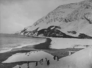 Penguins on Elephant Island aken during Sir Ernest Henry Shackletons Antarctic expedition Penguins on Elephant Island aken during Sir Ernest Henry Shackletons Antarctic expedition