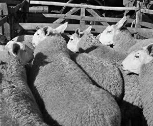 Hulton Archive Gallery: Penned Sheep