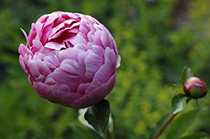 Peony -Paeonia officinalis-, emerging flower with bud Peony -Paeonia officinalis-, emerging flower with bud