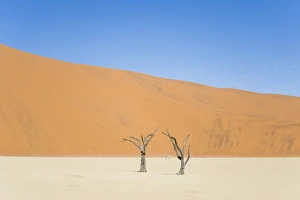 Two people walking in the Deadvlei salt pan with a giant dune in the backdrop. Sossuvlei, Namibia Two people walking in the Deadvlei salt pan with a giant dune in the backdrop. Sossuvlei, Namibia