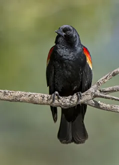 <b class=qtipBold><figcaption>perched blackbird</figcaption></b><br>Russell Burden, 831149842<br><em>© Russell Burden</em> perched blackbird