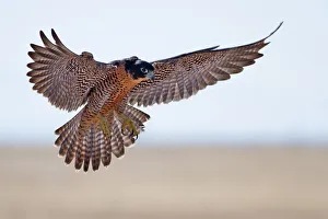 <b class=qtipBold><figcaption>Peregrine Falcon</figcaption></b><br>Peregrine Falcon flying in air.<br><em>© Phoo Chan</em> Peregrine Falcon