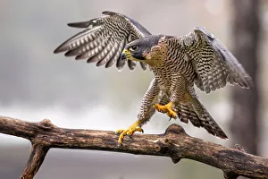 <b class=qtipBold><figcaption>Peregrine Falcon</figcaption></b><br>A Peregrine Falcon on a perch<br><em>© 2013 Phoo Chan</em> Peregrine Falcon
