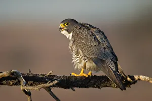 <b class=qtipBold><figcaption>Peregrine Falcon</figcaption></b><br>Peregrine Falcon perching on branch.<br><em>© Phoo Chan</em> Peregrine Falcon