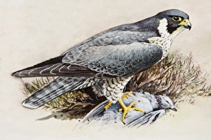 Peregrine falcon (Falco peregrinus), perching on top of dead bird Peregrine falcon (Falco peregrinus), perching on top of dead bird