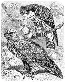 The peregrine falcon (Falco peregrinus) and The rough-legged buzzard (Buteo lagopus)