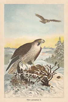 Peregrine falcon (Falco peregrinus), chromolithograph, published in 1896 Peregrine falcon (Falco peregrinus), chromolithograph, published in 1896